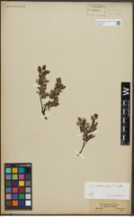 Foto von Salix arbuscula L.